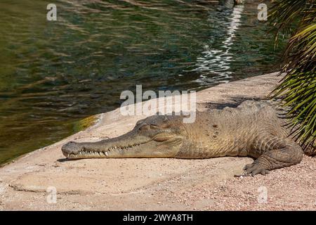 Das schlanke Krokodil ruht in einem natürlichen Lebensraum Stockfoto