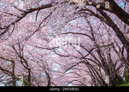 Kirschzweige und Kirschblüten blühen im Frühjahr in Südkorea. Stockfoto