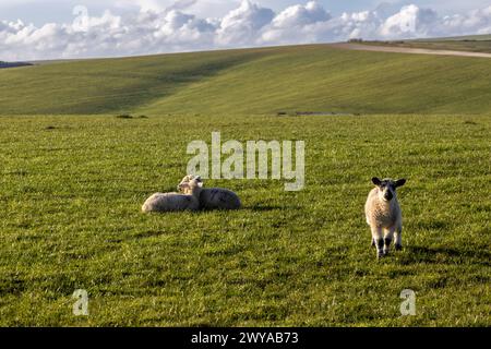 Lämmer im ländlichen Sussex an einem Frühlingsabend, mit geringer Tiefe des Feldes Stockfoto