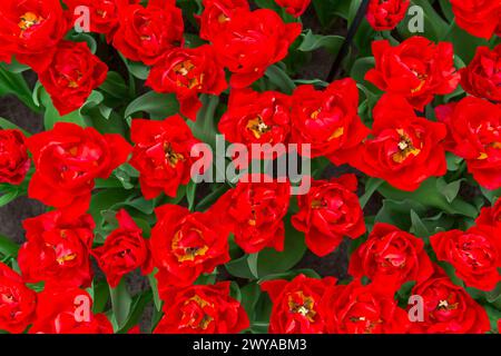Eine Nahaufnahme von vielen blühenden, wunderschönen roten Pfingstrosen-Blumen Stockfoto