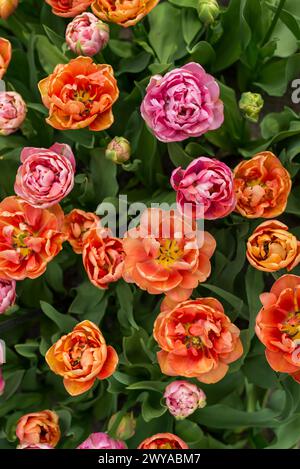 Eine Nahaufnahme von vielen blühenden, wunderschönen Rosenblüten Stockfoto