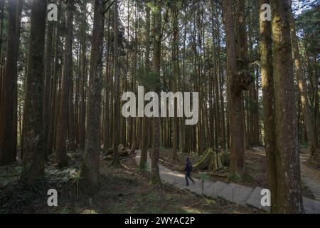 Eine Person, die einen Spaziergang auf einem von hohen, dichten Bäumen gesäumten Steinweg in einer ruhigen Waldlandschaft im Alishan National Park macht Stockfoto