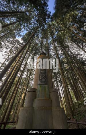 Hohe Kiefern im Alishan-Nationalpark Stockfoto