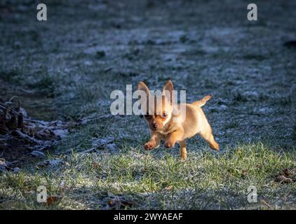 chihuahua Kreuzhund hat Spaß Stockfoto