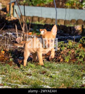 chihuahua Kreuzhund hat Spaß Stockfoto