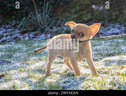 chihuahua Kreuzhund hat Spaß Stockfoto