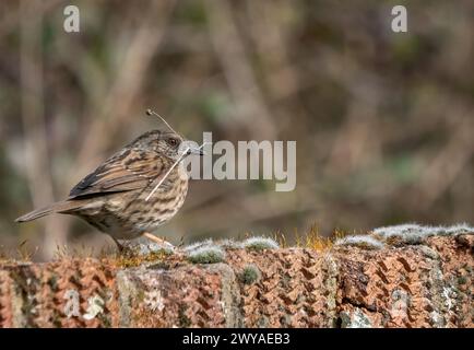 Dunnock-Vogel Stockfoto