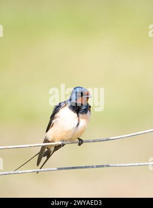 Auf Stahldraht schlucken Stockfoto