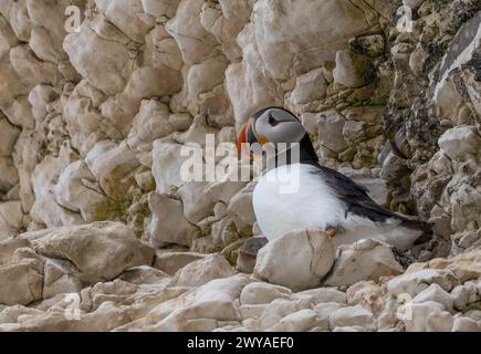 Puffin nistet auf Felsen Stockfoto