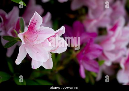 Clos Blick auf üppige rosa Azaleen in einer Gruppe Stockfoto