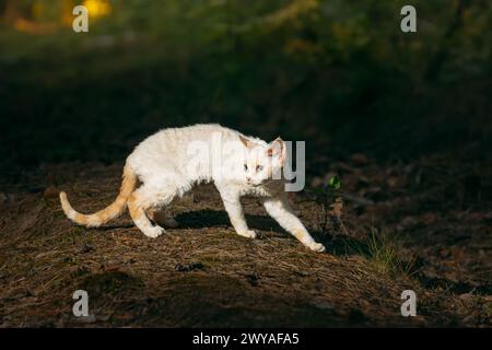 Niedlich lustig neugierig verspielt wunderschöne Devon Rex Katze, die im Parkgras spaziert. Gehorsame Devon Rex Katze Mit Creme Fur Color. Katzenporträt. Unglaublich Glücklich Stockfoto