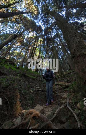 Entschlossener Wanderer mit Stangen klettert einen anspruchsvollen, wurzelbedeckten Waldweg in dichten Wäldern hinauf Stockfoto