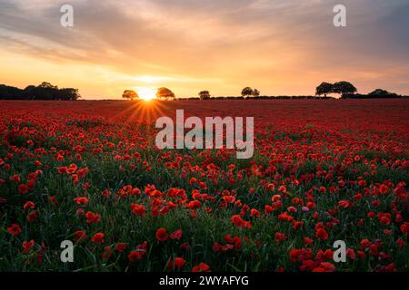 Sonnenaufgang durch die Wolken über einem herrlichen Mohnfeld. Stockfoto