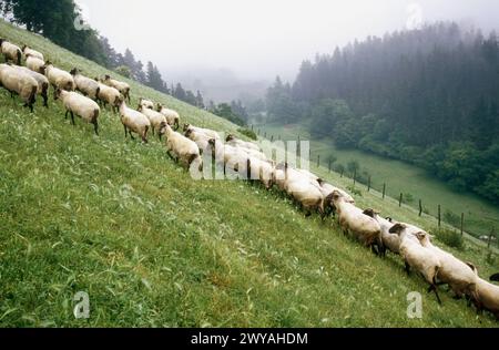 Latza-Schaf. Legazpi. Gipuzkoa. Spanien. Stockfoto