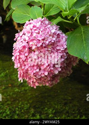 Wunderschöner Strauß von rosa Hortensien Stockfoto