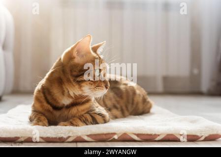 Eine bengalische Katze sitzt auf einem weichen, flauschigen Teppich. Schöne reinrassige Katze auf dem Boden im Wohnzimmer. Stockfoto