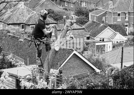 Schwarz-weiß-Foto eines Baumpflegers, der einen Baum im Garten in Teignmouth, Devon, England, abschlagt. Stockfoto