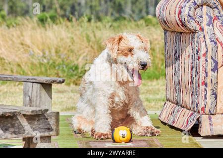 Porträt eines Fuchs-Terrier-Drahtes mit ausgezogener Zunge. Der Hund hat ein Tierspielzeug. Der Hund ist glücklich, im Hintergrund kann man ein Feld sehen. Stockfoto