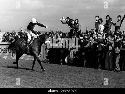 Aktenfoto vom 02.04.1977 von Red Rum, geritten von Tommy Stack, tobte zum dritten Mal in Aintree nach Hause. 1977: Der unvergleichliche ROTE RUM schreibt die Rekordbücher mit seinem historischen dritten Sieg neu. Ausgabedatum: Freitag, 5. April 2024. Stockfoto