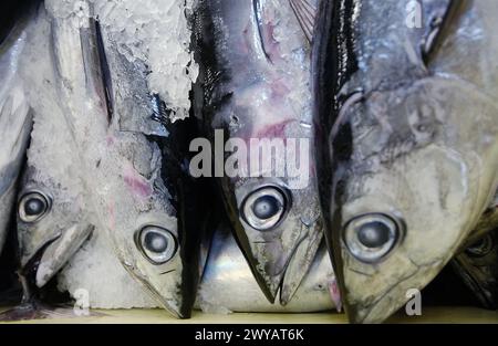Thunfisch auf dem Fischmarkt. Getaria. Guipuzcoa. Baskenland. Spanien. Stockfoto