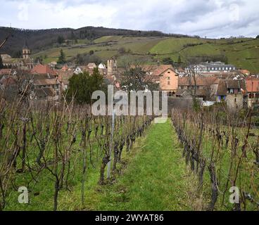 Ländliche Landschaft mit malerischem Blick auf Ribeauvillé, ein malerisches Dorf an der Weinstraße des Elsass in Frankreich. Stockfoto