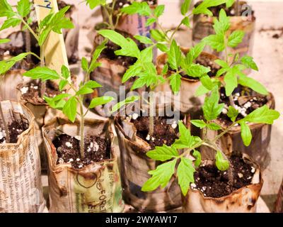 Begrünung von Tomatensamen in kleinen, hausgemachten Pflanztöpfen im frühen Frühjahr. Stockfoto