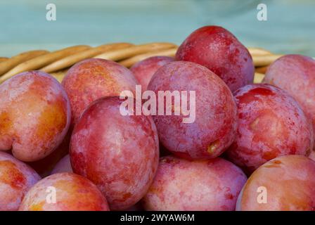 Nahaufnahme von frisch gepflückten Viktoriapflaumen in einem gewebten Korb im Herbst. Stockfoto