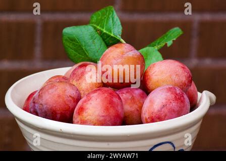 Nahaufnahme von frisch geernteten Viktoriapflaumen mit ihren grünen Blättern in einer Steingut-Schüssel im Herbst im Freien. Stockfoto