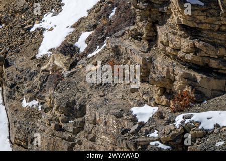 Snow Leopard - Panthera uncia, wunderschöne berühmte große Katze aus asiatischen Hochgebirgen, Himalaya, Spiti Valley, Indien. Stockfoto