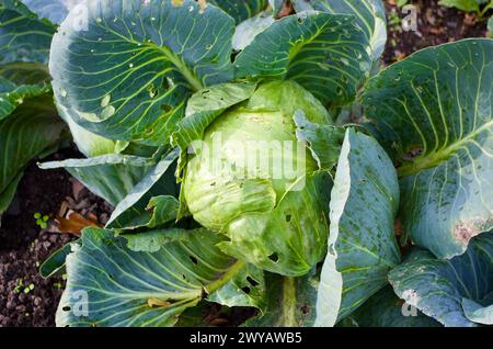 Nahaufnahme von frischem Bio-Kulturkohl, der im Herbst in einem Gemüsefeld im Garten wächst. Stockfoto