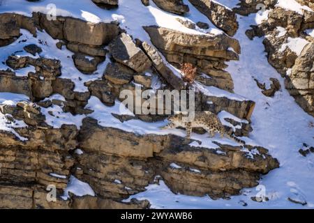 Snow Leopard - Panthera uncia, wunderschöne berühmte große Katze aus asiatischen Hochgebirgen, Himalaya, Spiti Valley, Indien. Stockfoto