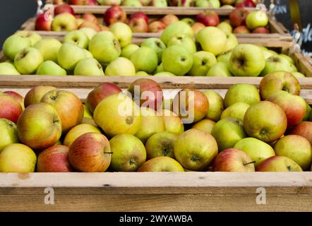 Nahaufnahme von frisch geernteten Bio-Äpfeln zum Verkauf auf dem Bauernmarkt im Herbst. Stockfoto
