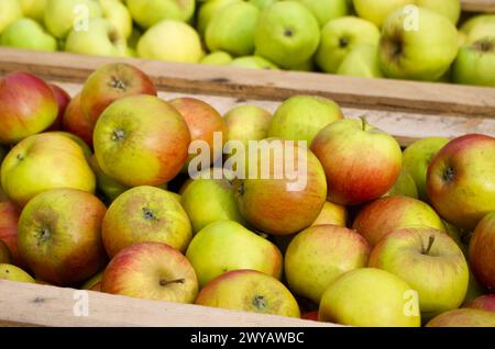 Nahaufnahme von frisch geernteten Bio-Äpfeln zum Verkauf auf dem Bauernmarkt im Herbst. Stockfoto