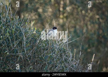 Männlicher sardischer Grasfänger (Curruca melanocephala) Stockfoto