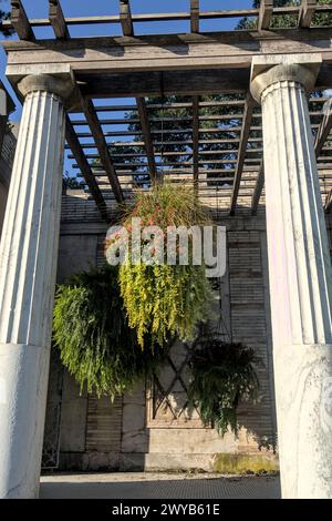 Hängende Pflanzen zwischen Säulen im römischen Stil (dekorative Farne) berühmte untermyer Gärten (yonkers) griechisch inspirierte Villa, Landgut Museum öffentliche PA Stockfoto