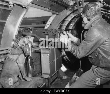 UNITED STATES ARMY AIR FORCE (USAAF) IN GROSSBRITANNIEN, 1942-1945 - Sergeant Harold Rogers von der 401st Bomb Group mit seinem Hundemaskottchen Mister, in der Hüftwaffe einer B-17 Flying Fortress mit dem Spitznamen UN Petit peu. Bild auf der Rückseite: 'Passed for publication 2 Jul 1943'. [Stempel] und „30195“. [Censor No.] gedruckte Unterschrift auf der Rückseite: 'OFFIZIELLES FOTO DER US-ARMEE. Dieser Hund "Mister" gehört Sgt Harold Rogers aus Miami, Okla, der 8th Air Force der US Army. "Mister" war bereits in fünf Missionen, einschließlich der Razzia auf Huls, Deutsch. Er reitet mit dem Schwanz des Flugzeugs, einer Festung namens "UN Petit peu". Stockfoto