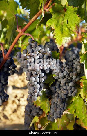 Tempranillo, Weinberge, Samaniego, Araba, Rioja Alavesa, Baskenland, Spanien. Stockfoto