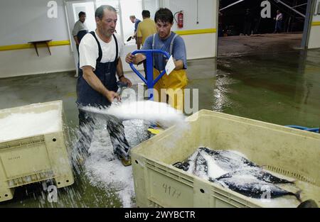 Manipulation von Thunfischen auf dem Fischmarkt. Getaria. Guipuzcoa. Baskenland. Spanien. Stockfoto