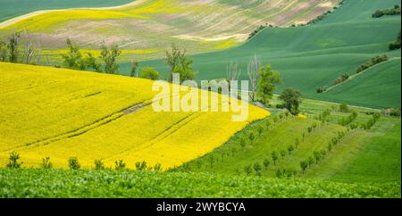 Sanfte grüne Hügel mit leuchtenden gelben Feldern unter dem hellen Frühlingshimmel in der mährischen Toskana. Stockfoto