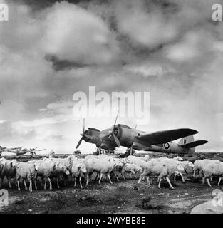 ROYAL AIR FORCE OPERATIONEN IM NAHEN OSTEN UND NORDAFRIKA, 1939-1943. - Die Schafe grasen friedlich vor Bristol Beaufighter Mark IVFs von No. 153 Squadron RAF in Setif, Algerien. Die Zensur hat die Radarantennen der Luft gelöscht. Royal Air Force, Royal Air Force Regiment, Sqdn, 153 Stockfoto