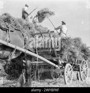 ERNTE AM MOUNT BARTON, DEVON, ENGLAND, 1942 – Landarbeiter transportieren Weizen von einem Pferdewagen auf einen großen rick auf einem Feld, wahrscheinlich auf Hollow Moor, Devon. , Stockfoto