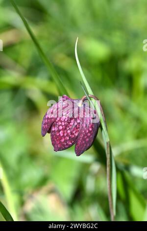 Einzelne karierte violette Frühlingsblume von Snake's Head Fritillaria meleagris im britischen Gartenmarsch Stockfoto