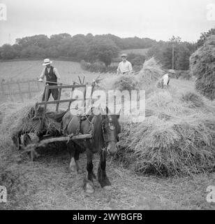 ERNTE AM MOUNT BARTON, DEVON, ENGLAND, 1942 – Landarbeiter transportieren Weizen von einem Pferdewagen auf einen großen rick auf einem Feld, wahrscheinlich in Hollow Moor, Devon. , Stockfoto