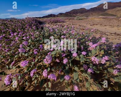 Die spektakulären Sanddünen aus Steinbock im Death Valley National Park, Kalifornien, USA Stockfoto