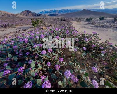 Die spektakulären Sanddünen aus Steinbock im Death Valley National Park, Kalifornien, USA Stockfoto