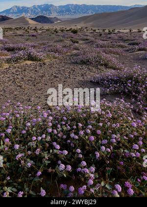 Die spektakulären Sanddünen aus Steinbock im Death Valley National Park, Kalifornien, USA Stockfoto