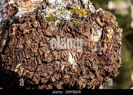 Chaga Pilz wächst auf einem Birkenbaum, Pilz Chaga Schwarze Birke Nahaufnahme auf dem Stamm eines lebenden Baumes wird verwendet, um Kräutertee im Frühling zu machen Stockfoto