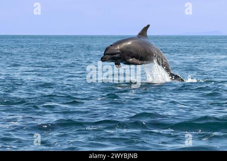 Ein großer Tümmler (Tursiops truncatus), der in der Nähe von Baja California Sur, Mexiko, aus dem Wasser springt. Stockfoto