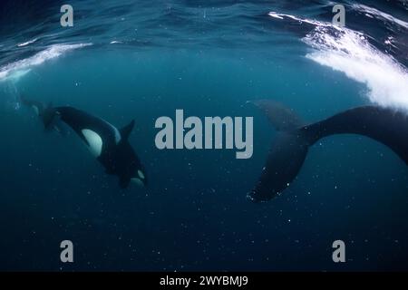 Orca (Killerwal) jagt einen Buckelwal im dunkelblauen Wasser in der Nähe von Tromso, Norwegen. Stockfoto