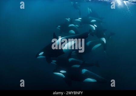 Orca (Killerwal) schwimmt im dunkelblauen Wasser in der Nähe von Tromso, Norwegen. Stockfoto